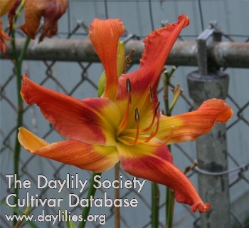 Daylily Whip City Loose and Scary